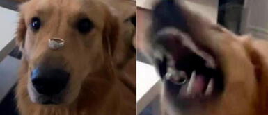 Joven muestra su anillo de compromiso y perro se lo traga de inmediato Joven muestra su anillo de compromiso y perro se lo traga de inmediato