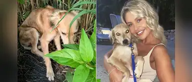 Pareja recolectó fondos para curar a un perro que encontraron en la calle Pareja recolectó fondos para curar a un perro que encontraron en la calle