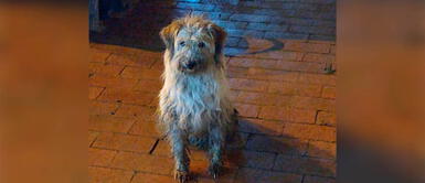 Mujer se apiada y rescata a una perra abandonada bajo la inclemente lluvia Mujer se apiada y rescata a una perra abandonada bajo la inclemente lluvia