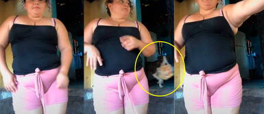 Perro aprovecha que su ama graba un video y se 'roba' la bolsa de panes Perro aprovecha que su ama graba un video y se 'roba' la bolsa de panes