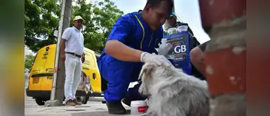 Alcaldía de Colombia asumirá los gastos de salud para mascotas de familias pobres Alcaldía de Colombia asumirá los gastos de salud para mascotas de familias pobres