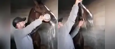 Denuncian a hombre que forzó a su yegua a beber champán tras competencia Denuncian a hombre que forzó a su yegua a beber champán tras competencia