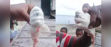 Pescador encuentra un tiburón albino cíclope: "Nunca había visto uno así" Pescador encuentra un tiburón albino cíclope: "Nunca había visto uno así"