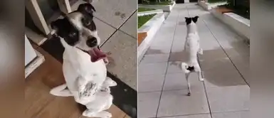 Perrito que nació con las patas torcidas aprendió a caminar a su modo Perrito que nació con las patas torcidas aprendió a caminar a su modo