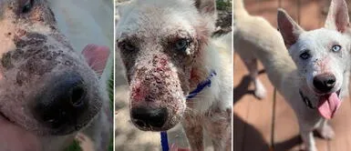 Perro abandonado fue rescatado por joven y ahora luce radical cambio Perro abandonado fue rescatado por joven y ahora luce radical cambio