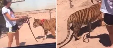 Una joven es captada paseando a un tigre tranquilamente por la calle Una joven es captada paseando a un tigre tranquilamente por la calle