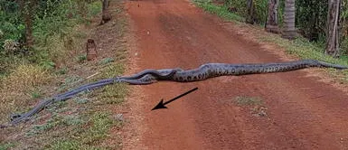 Estudiantes ven anaconda cruzando la calle y se dan cuenta de que no está sola Estudiantes ven anaconda cruzando la calle y se dan cuenta de que no está sola