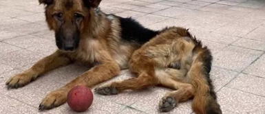 Pastor alemán que fue rescatado tiene 3 años pero luce como un "veterano" Pastor alemán que fue rescatado tiene 3 años pero luce como un "veterano"