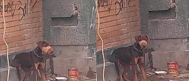 Piden ayuda para perra encadenada que no recibe agua ni comida en México Piden ayuda para perra encadenada que no recibe agua ni comida en México