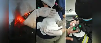 Bomberos rescatan a dos gatos bebés atrapados en una iglesia en llamas Bomberos rescatan a dos gatos bebés atrapados en una iglesia en llamas