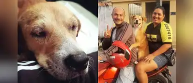 Perrita que fue encontrada afuera de un hospital encontró hogar para siempre Perrita que fue encontrada afuera de un hospital encontró hogar para siempre