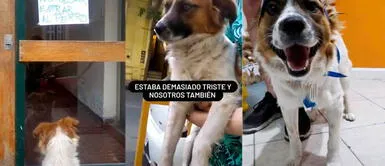 Perro abandonado luce feliz tras ser adoptado por una nueva familia Perro abandonado luce feliz tras ser adoptado por una nueva familia