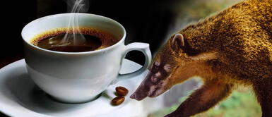 Café es mejorado con microorganismos de heces de coatí, gracias a científicos peruanos Café es mejorado con microorganismos de heces de coatí, gracias a científicos peruanos