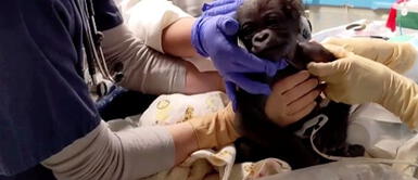Nace el primer bebé gorila en el zoológico de Boston Nace el primer bebé gorila en el zoológico de Boston