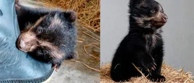 Osa bebé rescatada en Puno se une al Parque de Las Leyendas Osa bebé rescatada en Puno se une al Parque de Las Leyendas