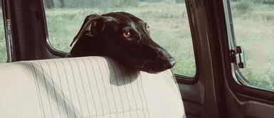 Perro callejero se sube al auto de una pareja y se niega a bajar por insólita razón Perro callejero se sube al auto de una pareja y se niega a bajar por insólita razón