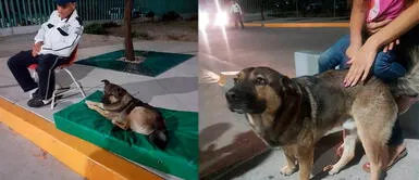 Perrito 'trabaja' avisando la llegada de las ambulancias en México Perrito 'trabaja' avisando la llegada de las ambulancias en México