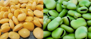 San Marcos: Crean galletas con chocho y habas para vencer a la anemia San Marcos: Crean galletas con chocho y habas para vencer a la anemia