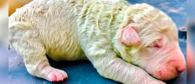 Pistachio, el perrito que nació de color verde en Italia Pistachio, el perrito que nació de color verde en Italia