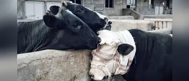 Vaca es consolada por dos amigas antes de ser llevada al matadero Vaca es consolada por dos amigas antes de ser llevada al matadero
