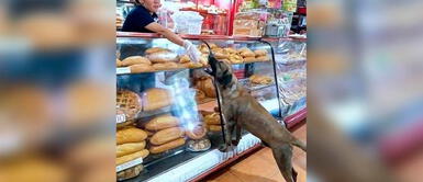 Mujer deja ingresar a perrito a su panadería para que no pase hambre Mujer deja ingresar a perrito a su panadería para que no pase hambre