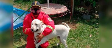 Compañía de Bomberos La Victoria hallaron a perro Zeus en Chaclacayo Compañía de Bomberos La Victoria hallaron a perro Zeus en Chaclacayo