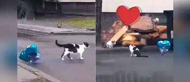Gato enamorado recoge un globo de la calle para dárselo a su "novia" Gato enamorado recoge un globo de la calle para dárselo a su "novia"