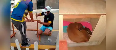 Pobladores de Chillón construyen refugio a perrita y sus bebés abandonados Pobladores de Chillón construyen refugio a perrita y sus bebés abandonados