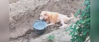 Perro que terminó inválido por una golpiza fue abandonado por su dueño Perro que terminó inválido por una golpiza fue abandonado por su dueño