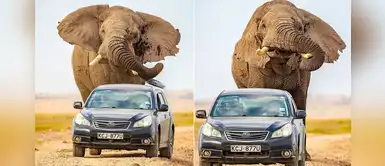 Elefante persigue por varios metros a un auto que irrumpió en su hábitat Elefante persigue por varios metros a un auto que irrumpió en su hábitat