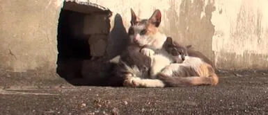 Gatita callejera no abandona a su cría con discapacidad y le lleva un poco de alimento Gatita callejera no abandona a su cría con discapacidad y le lleva un poco de alimento