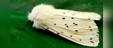 Nueva especie de polillas tigre Arctiinae fueron reportadas en los Andes Nueva especie de polillas tigre Arctiinae fueron reportadas en los Andes