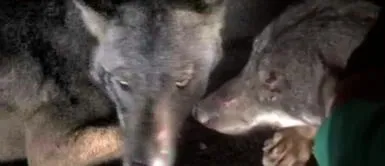 Mujer arriesga su vida por salvar a lobo herido al borde de la carretera Mujer arriesga su vida por salvar a lobo herido al borde de la carretera