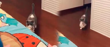 Gata presenta a su cría recién nacida con su 'mamá humana' Gata presenta a su cría recién nacida con su 'mamá humana'