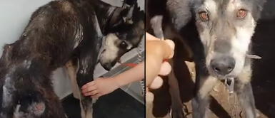 Hombre rescata a perro encadenado tras encarar a su malévolo dueño Hombre rescata a perro encadenado tras encarar a su malévolo dueño