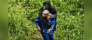 Cuidador de la selva central pasea sobre su espalda a gorila huérfano Cuidador de la selva central pasea sobre su espalda a gorila huérfano