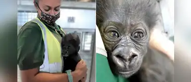 Cuidadores atienden a un bebé gorila mientras su mamá está enferma Cuidadores atienden a un bebé gorila mientras su mamá está enferma