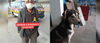 Hombre de 84 años busca a su perro perdido en Independencia Hombre de 84 años busca a su perro perdido en Independencia