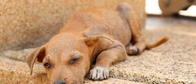 México elaborará registro de agresores de animales para prohibir adopción México elaborará registro de agresores de animales para prohibir adopción