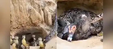 Mamá pato arriesgó su vida para evitar que una serpiente se comiera a su bebé Mamá pato arriesgó su vida para evitar que una serpiente se comiera a su bebé