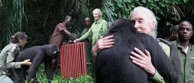 Chimpancé hizo llorar a su cuidadora tras agradecerle por salvarla de la muerte Chimpancé hizo llorar a su cuidadora tras agradecerle por salvarla de la muerte