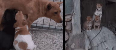 Perrita conmueve al buscar de casa en casa alimentos para sus crías Perrita conmueve al buscar de casa en casa alimentos para sus crías