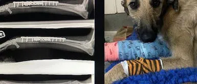 Perro fue amarrado y abandonado a un poste con una pata rota Perro fue amarrado y abandonado a un poste con una pata rota