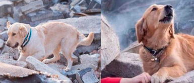 Perro halla a una mujer atrapada bajo los escombros y pide ayuda para que la salven Perro halla a una mujer atrapada bajo los escombros y pide ayuda para que la salven