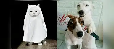 Halloween: Seis consejos para disfrazar a tu perro y/o gato en esta fecha Halloween: Seis consejos para disfrazar a tu perro y/o gato en esta fecha
