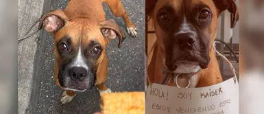 Kaiser, el perrito con cáncer que vende galletas para costear su tratamiento Kaiser, el perrito con cáncer que vende galletas para costear su tratamiento