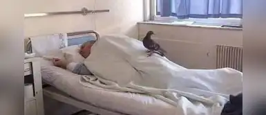 Anciano recibe la visita de una paloma que alimentaba en el parque Anciano recibe la visita de una paloma que alimentaba en el parque