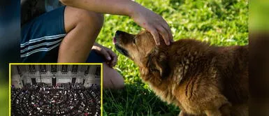 Congreso propone enseñar derechos animales a infantes desde el colegio Congreso propone enseñar derechos animales a infantes desde el colegio