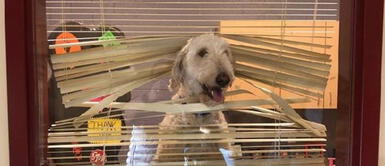 Perro sigue a los niños a la escuela y termina atrapado en la ventana del director Perro sigue a los niños a la escuela y termina atrapado en la ventana del director