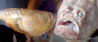 Capturan pez con rostro humano que atemorizó a pobladores Capturan pez con rostro humano que atemorizó a pobladores